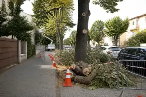 Oradea: intervenții la arbori în cinci zile. Străzile și zonele vizate