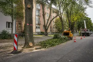 Arborii din Oradea intră în lucrări de întreținere între 14 și 18 septembrie
